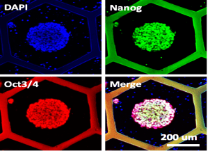 Organoids production